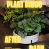 Plant Bingo After Dark Asili's Boutique